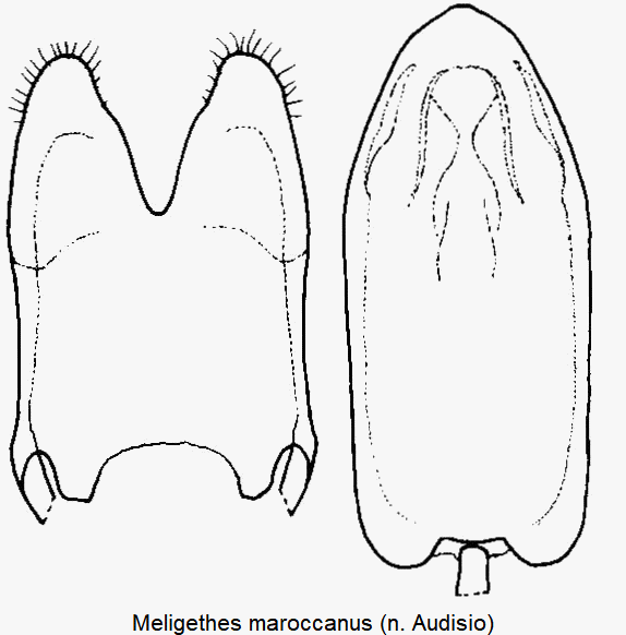 meligethes_maroccanus.gif