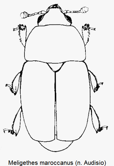 meligethes_maroccanus_hab.gif