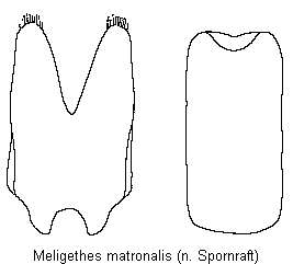meligethes_matronalis.gif