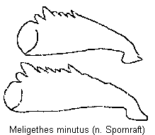 meligethes_minutus_vschn.gif