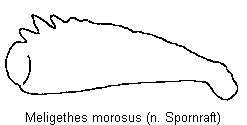 meligethes_morosus_vschn.gif