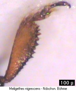 meligethes_nigrescens_vschn.jpg