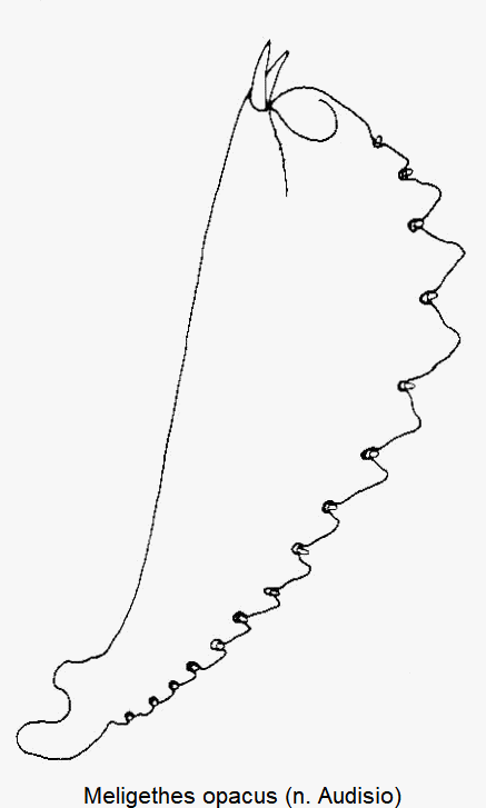 meligethes_opacus_vschn.gif