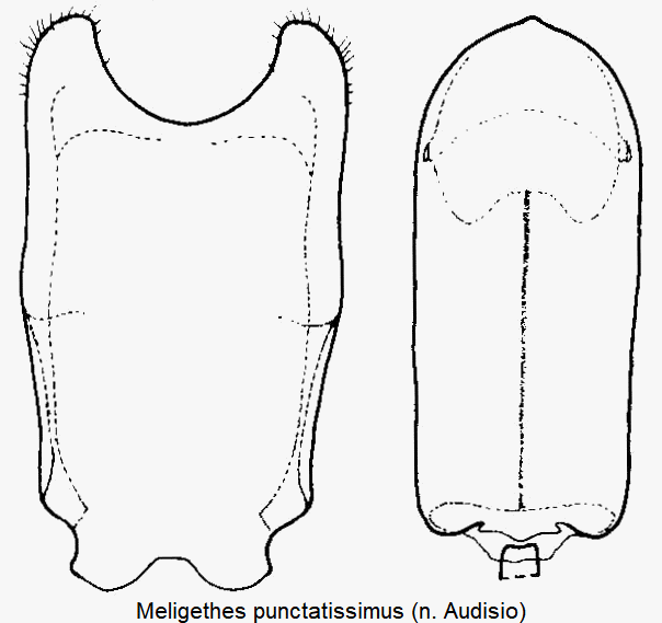 meligethes_punctatissimus.gif