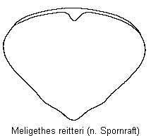 meligethes_reitteri_pyg.gif