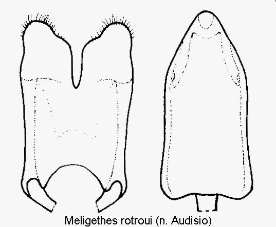 meligethes_rotroui.gif
