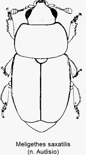 meligethes_saxatilis_hab.gif