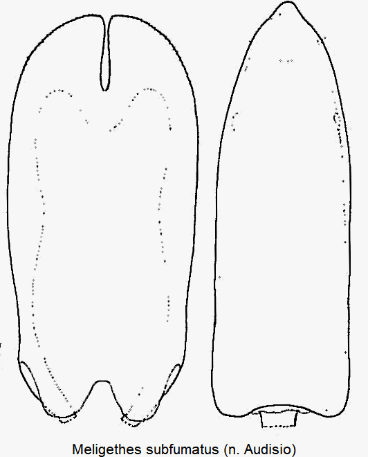 meligethes_subfumatus.gif