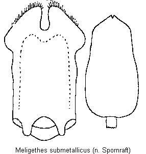 meligethes_submetallicus.gif