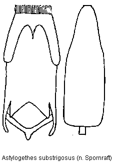 meligethes_substrigosus.gif
