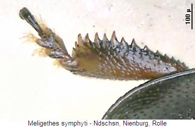 meligethes_symphyti_vschn.jpg