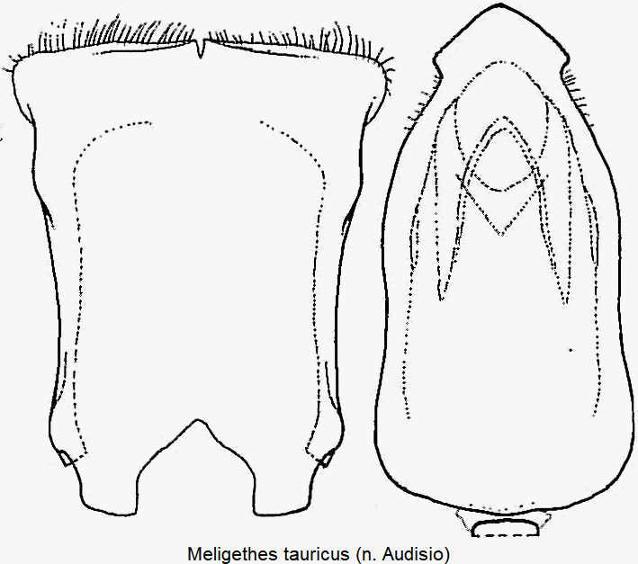 meligethes_tauricus.gif
