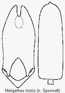 meligethes_tristis.gif