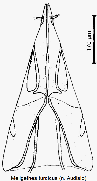 meligethes_turcicus_ovi.gif
