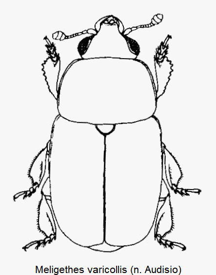 meligethes_varicollis_hab.gif