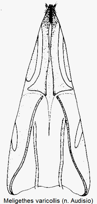 meligethes_varicollis_ovi.gif