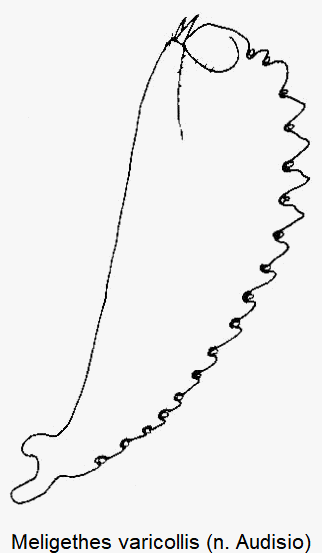 meligethes_varicollis_vschn.gif