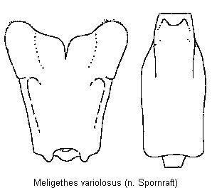 meligethes_variolosus.gif