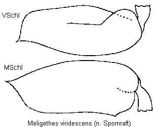 meligethes_viridescens_schl.gif