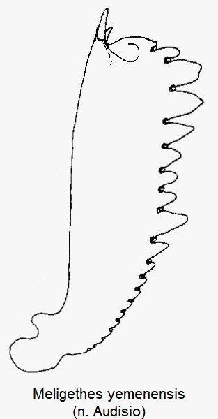 meligethes_yemenensis_vschn.gif