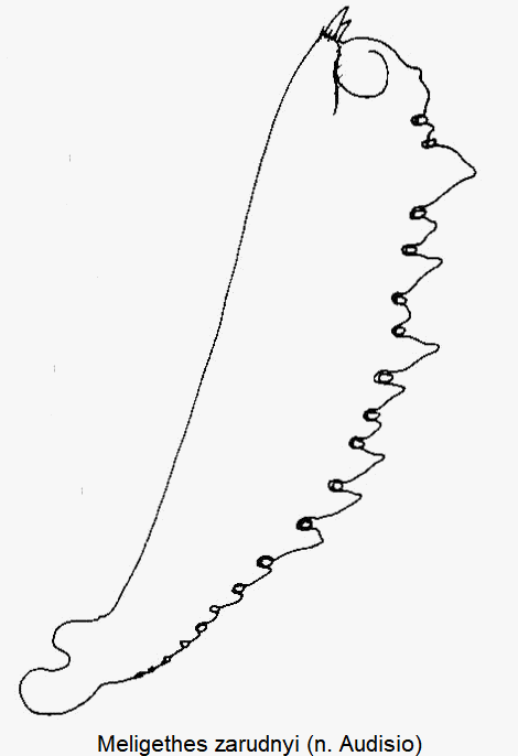 meligethes_zarudnyi_vschn.gif