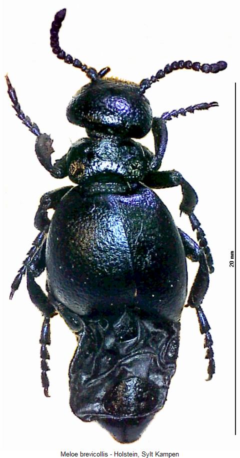 meloe_brevicollis_hab.jpg