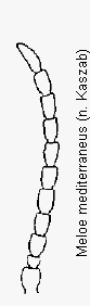 meloe_mediterraneus_f.gif