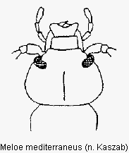 meloe_mediterraneus_k.gif