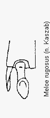 meloe_rugosus_hschn.gif
