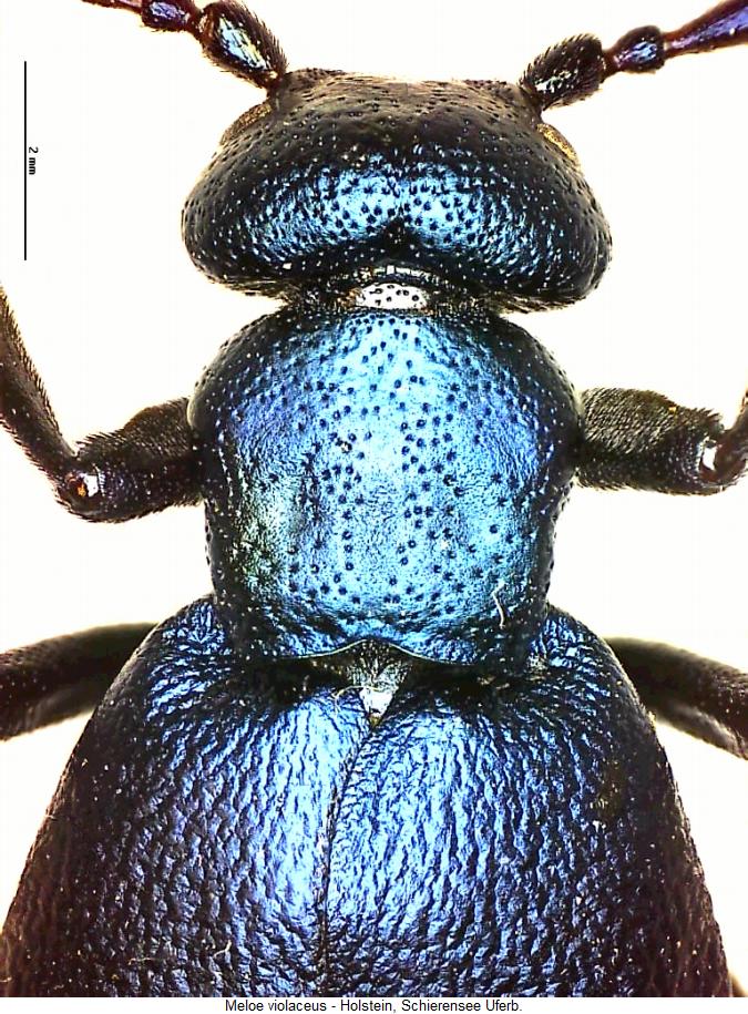 meloe_violaceus_vk.jpg