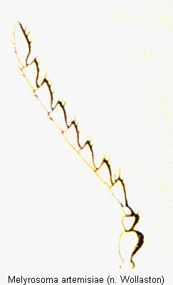 melyrosoma_artemisiae_f.gif