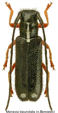 menesia_bipunctata.jpg