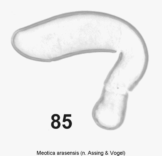 meotica_arasensis.gif