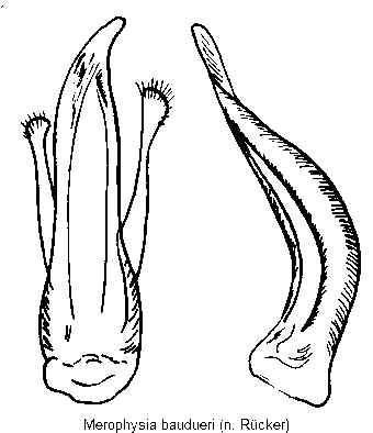 merophysia_baudueri.gif