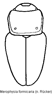 merophysia_formicaria_hab.gif