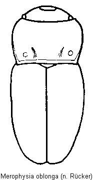 merophysia_oblonga_hab.gif