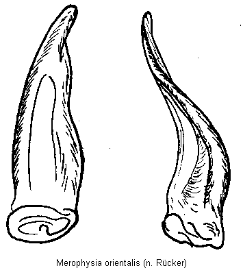 merophysia_orientalis.gif