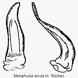 merophysia_sicula.gif