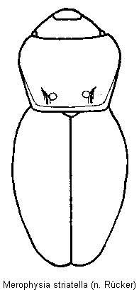 merophysia_striatella_hab.gif