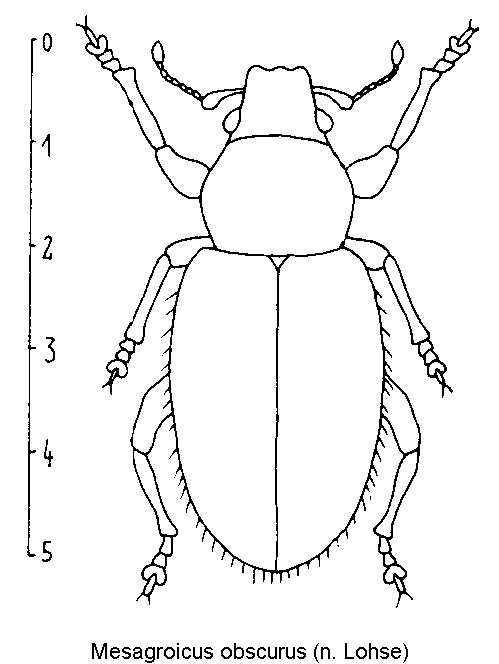 mesagroicus_obscurus_hab.gif
