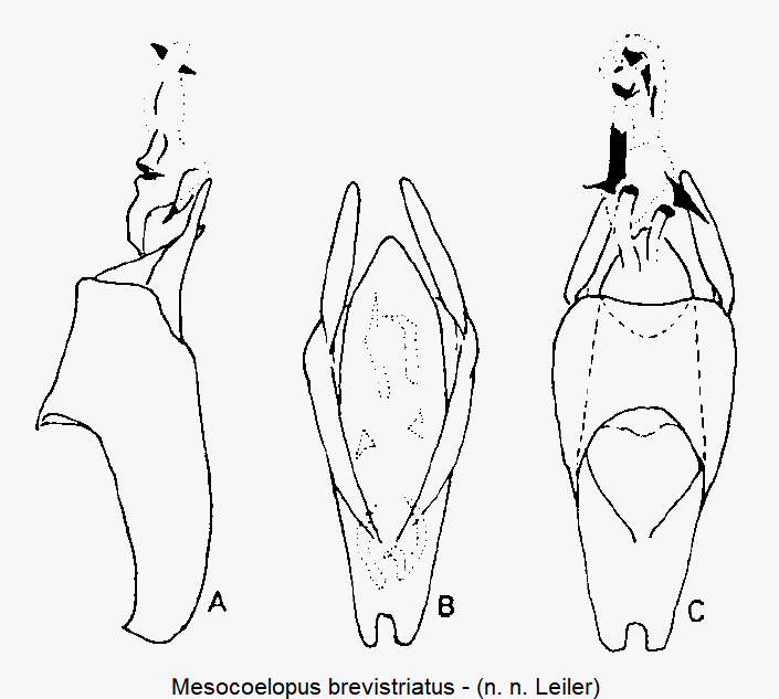 mesocoelopus_brevistriatus.gif