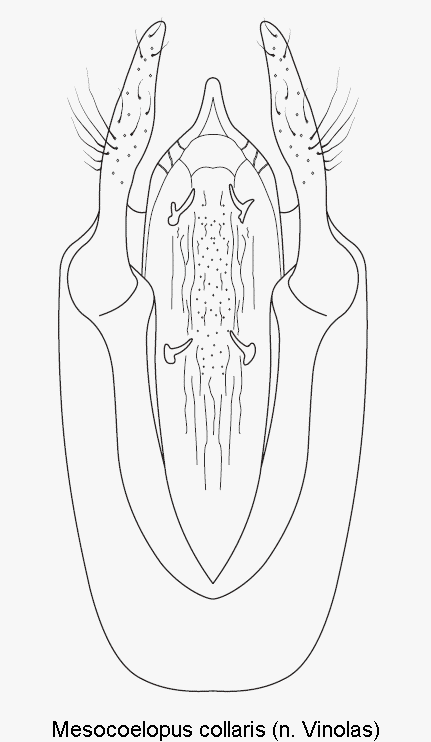 mesocoelopus_collaris.gif
