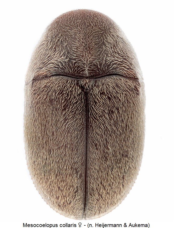 mesocoelopus_collaris_w_hab.jpg