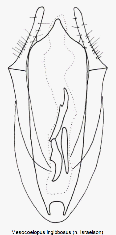 mesocoelopus_ingibbosus.gif