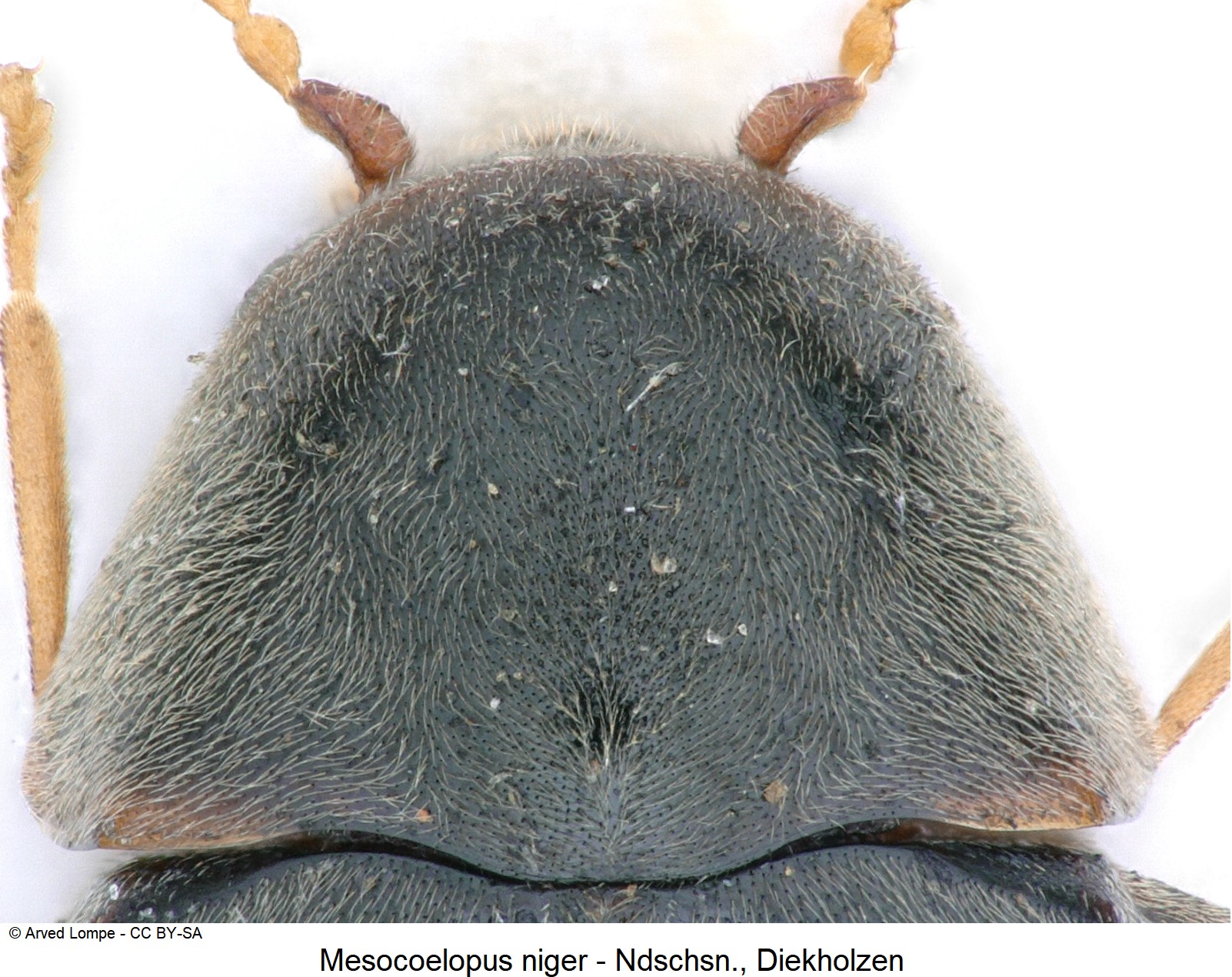 mesocoelopus_niger_ck16838_hsch.jpg