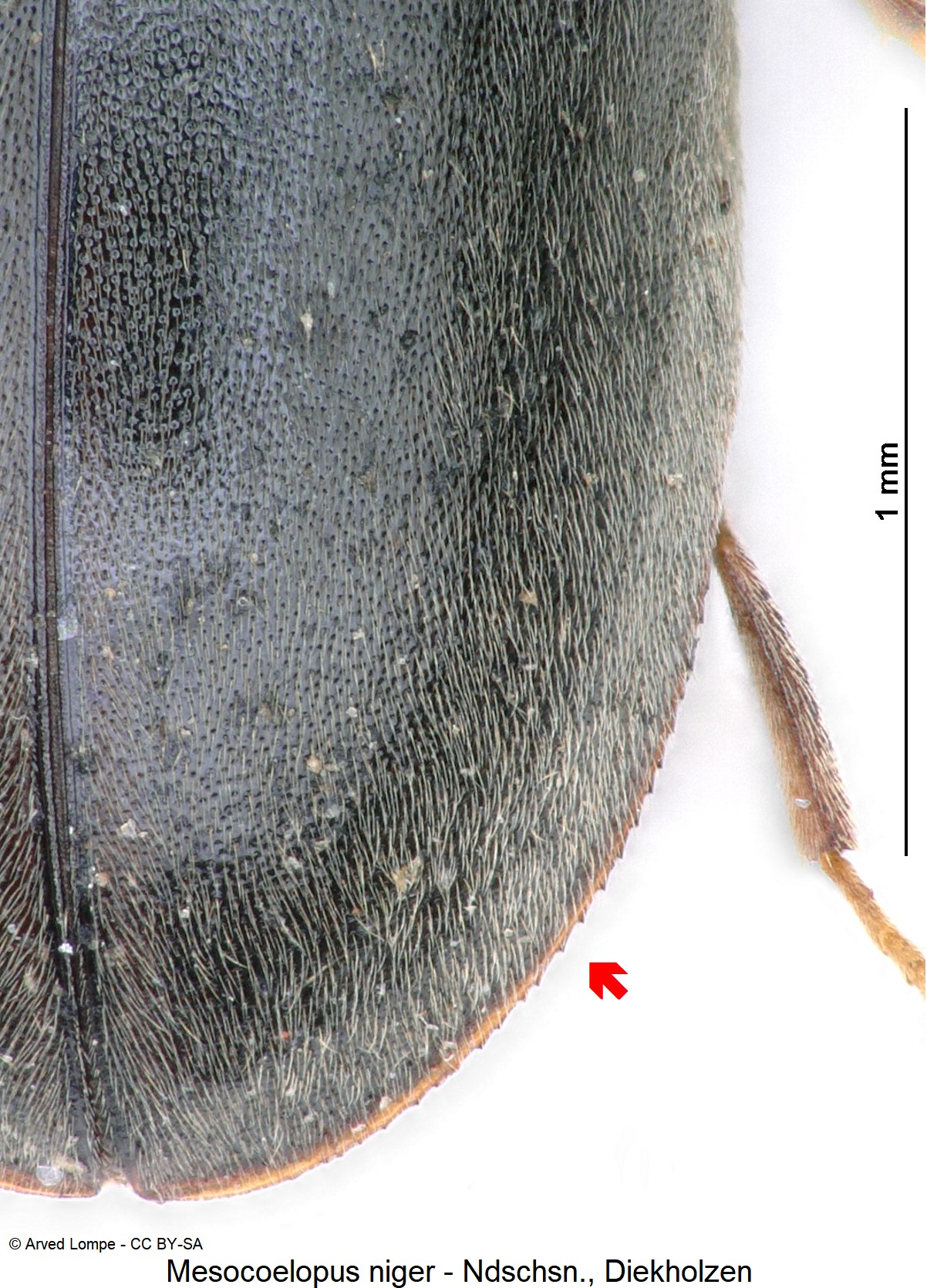 mesocoelopus_niger_ck16838_srd.jpg