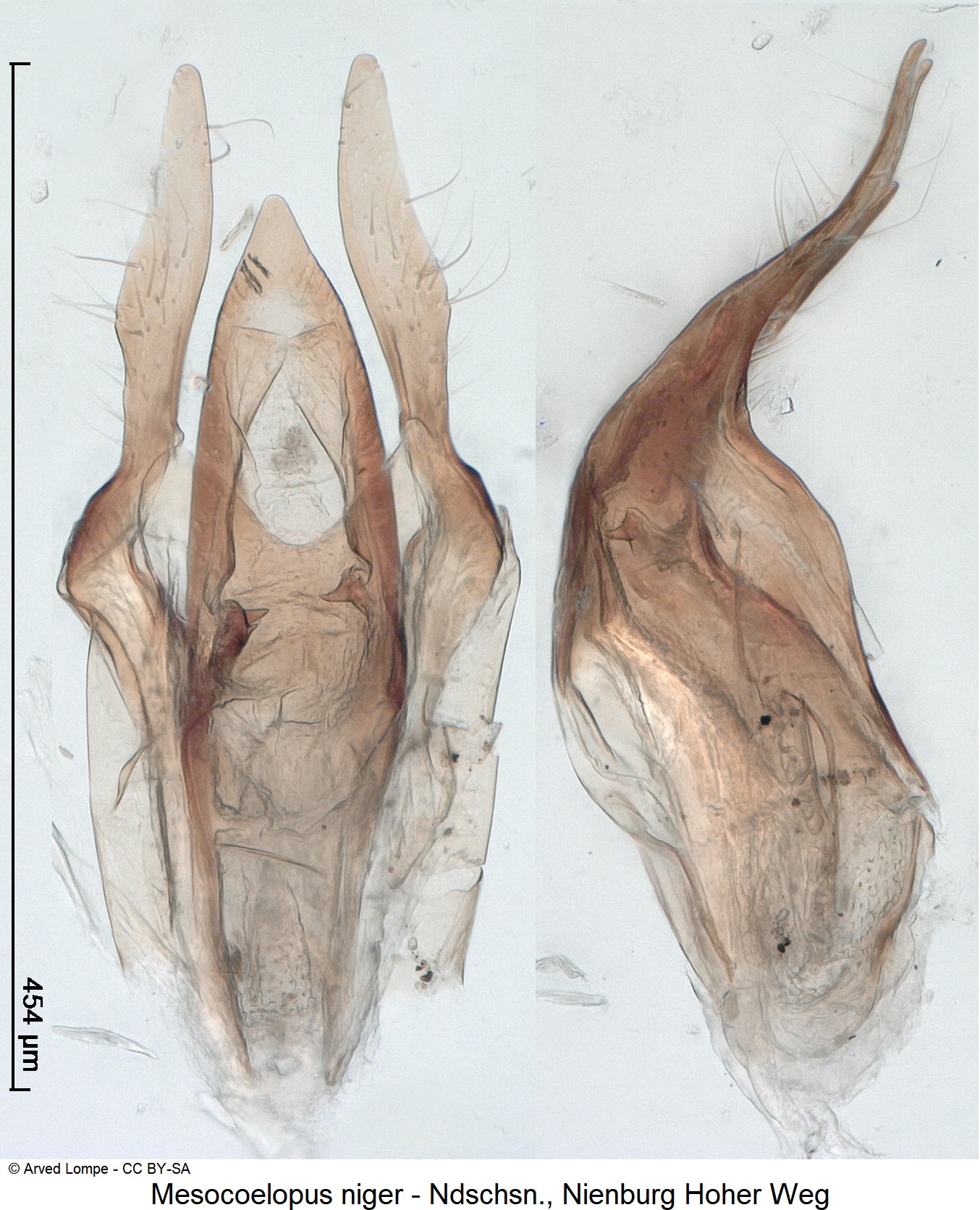 mesocoelopus_niger_ck22901.jpg