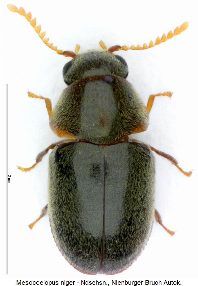 mesocoelopus_niger_hab2.jpg