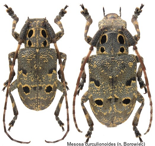 mesosa_curculionoides.jpg