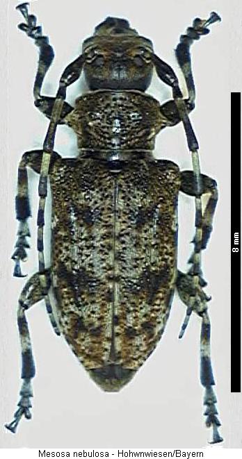 mesosa_nebulosa_hab.jpg